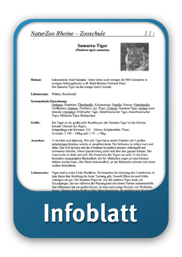 Infoblatt Tiger