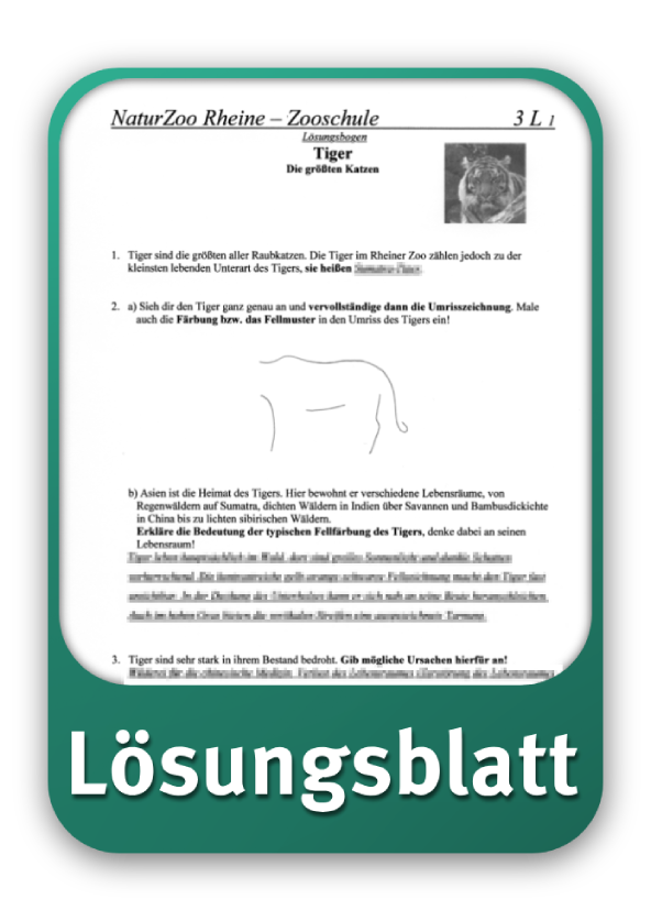 Lösungsblatt Tiger