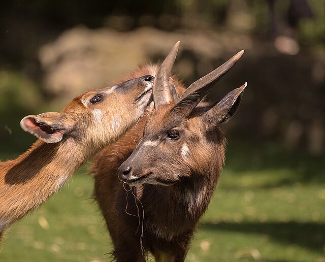 Tiere  NaturZoo Rheine