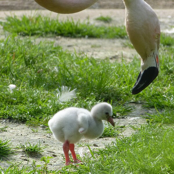 Barbie-Effekt? – Flamingo-Nachwuchs im NaturZoo