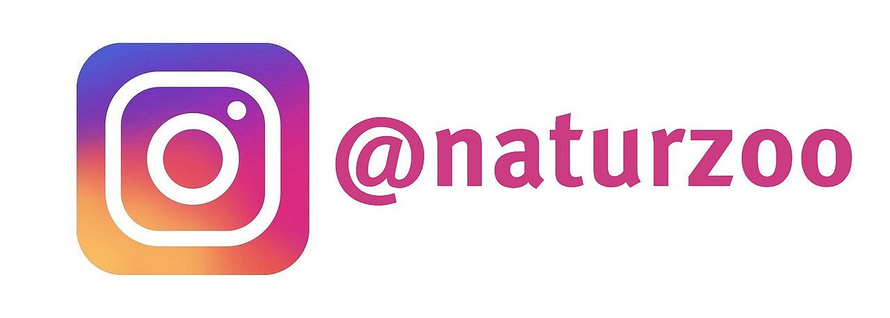 Instagram-Logo als Link zu einem Instagram-Reel