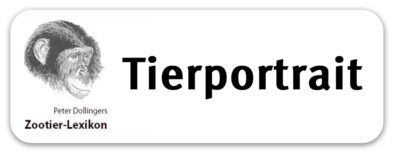 Informationen zum Tiger (Lexikon)